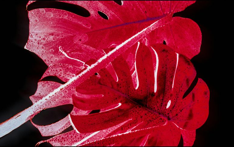 No importa cuál sea su manifestación, el rojo es uno de los colores primarios y, sin duda, el más llamativo de todos. UNSPLASH / D. Bayer