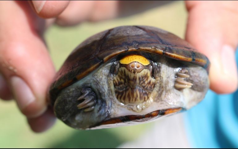La tortuga casquito Vallarta es la más pequeña del mundo y es endémica del río Ameca. ESPECIAL/Unidad de Difusión CUCosta