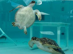 El personal de rescate bautizó a las tortugas con nombres de bebidas, además de pintar sus  nombres en la parte posterior de sus caparazones. AP / ARCHIVO