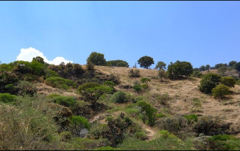 Se estima que el proceso pueda concluir a inicios del segundo semestre del año. ESPECIAL / X: @SemadetJal