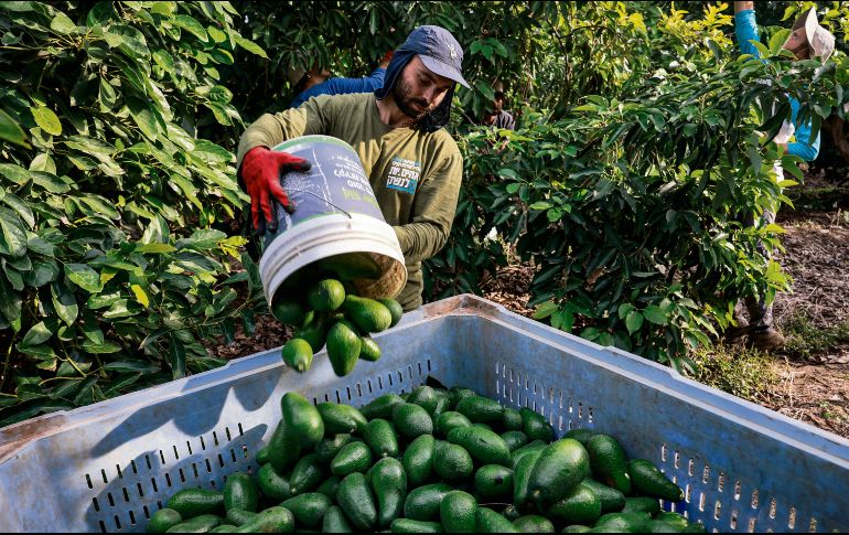 Los productores de aguacate envían nueve de cada 10 kilos a Estados Unidos, lo cual los ha obligado a encender alertas y diversificar su mercado. AFP/M. Kahana