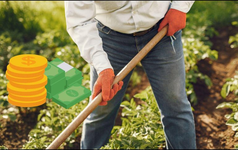 el apoyó se dará solo a agricultores   CANVA/ESPECIAL