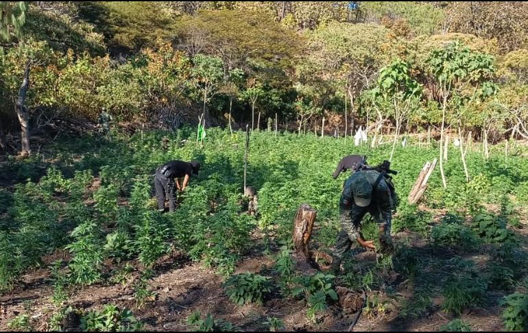 Las plantas fueron incineradas en el sitio por elementos de la Fuerza Interinstitucional Regional como medida de erradicación. ESPECIAL