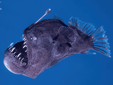 Lo que habita en las profundidades del mar, rara vez sobrevive a la superficie. EFE / Marc Martín