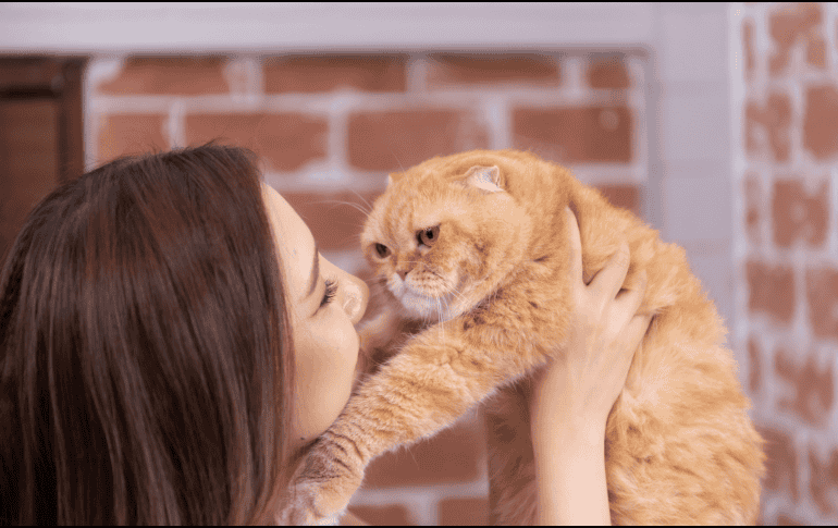 Esta acción puede mejorar la comunicación con tu gato. CANVA