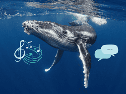 Las ballenas pueden emitir sonidos y comunicarse de una manera similar a los humanos. ESPECIAL