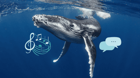 Las ballenas pueden emitir sonidos y comunicarse de una manera similar a los humanos. ESPECIAL