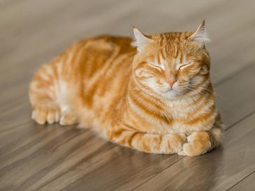 Hay un truco casero fácil de realizar que utiliza ingredientes comunes para resolver el mal olor de la orina de los perros y los gatos. Pixabay.