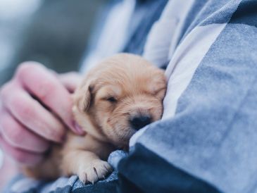 El jadeo es una respuesta común durante el parto debido a las contracciones y el esfuerzo físico. UNSPLASH / L. TORREY