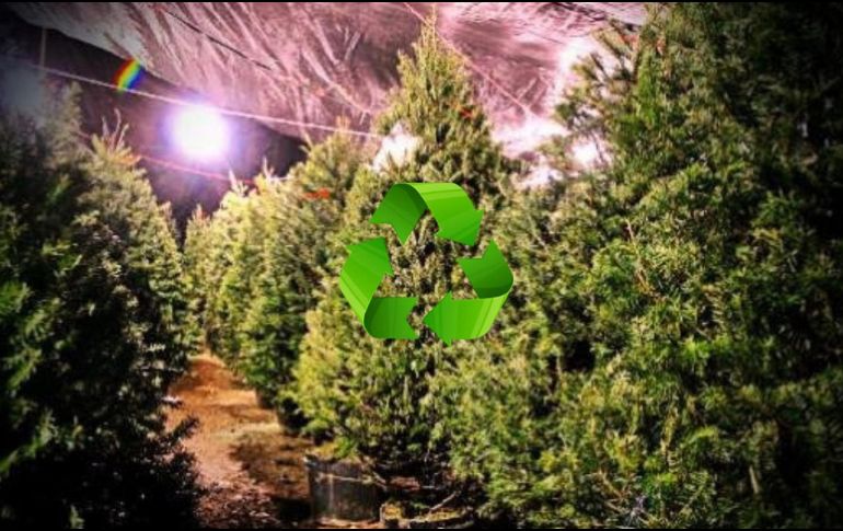 Hasta el momento se han recolectado 188 árboles navideños, que fueron usados como abono para mejorar la fertilidad del suelo. ESPECIAL / GOBIERNO DE TLAJOMULCO