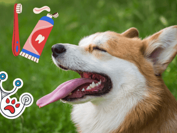 El mal aliento en un perro puede provocar que su dueño no pueda disfrutar de sus cariños de forma plena. ESPECIAL/Imagen de Szabolcs Molnar en Pixabay