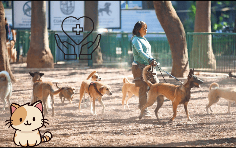 Cuida a tus mascotas con estos consejos. SUN / ARCHIVO