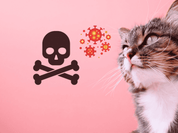 Los dueños tomaron la decisión de sacrificarlos debido a la gravedad de la enfermedad. CANVA/ ESPECIAL