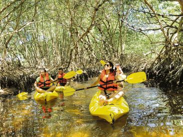 Recorridos. Paseo en por los manglares en kayak. CORTESÍA
