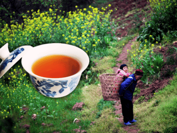 El té oolong, también llamado té azul, es una infusión de origen chino menos popular que el té verde o negro, pero con un perfil único y beneficios destacables para la salud. AP / ARCHIVO