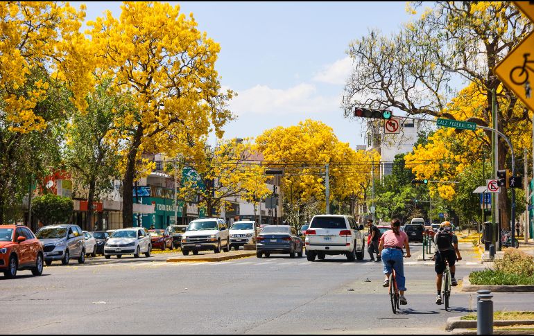 Conocido como guayacán o primavera, el Handroanthus chrysanthus o Tabebuia chrysantha es un árbol espectacular. EL INFORMADOR / ARCHIVO