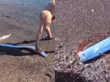 Las imágenes muestran a un turista intentando devolver al mar al largo y brillante pez, que aparentemente medía más de un metro y medio. CORTESÍA