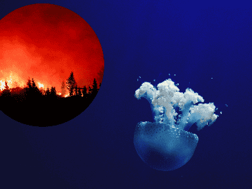 El río atmosférico y los aludes de tierra que azotaron la región de Los Ángeles la semana pasada agravaron algunos de esos temores. EFE / ARCHIVO / UNSPLASH  / E. McCart