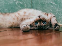 Siempre es importante concientizar sobre estas mascotas. UNSPLASH / D. SHATOVA