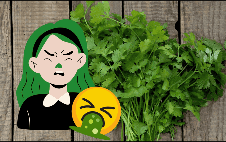 Ya seas amante o detractor del cilantro, este día es una oportunidad para explorar los misterios del gusto y compartir opiniones (o memes) sobre una de las hierbas más controversiales del mundo culinario. CANVA