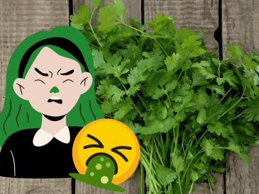 Ya seas amante o detractor del cilantro, este día es una oportunidad para explorar los misterios del gusto y compartir opiniones (o memes) sobre una de las hierbas más controversiales del mundo culinario. CANVA
