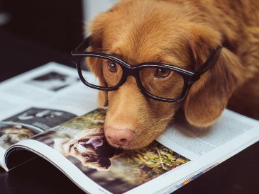 Las personas suelen elegir mascotas que coincidan con su estilo de vida y rutinas diarias. UNSPLASH/ J. Street
