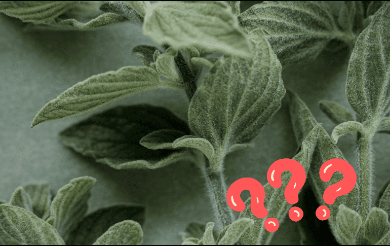 El orégano es conocido por su textura característica: suave y aterciopelada. UNSPLASH / 360floralflaves