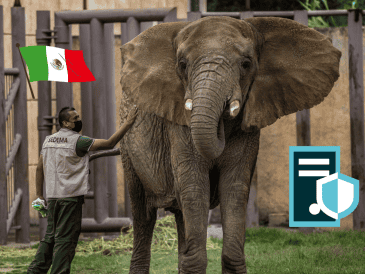 Informan de cambios en el espacio de Ely la elefanta, además de cuidados especiales con un médico principal. SUN/Archivo