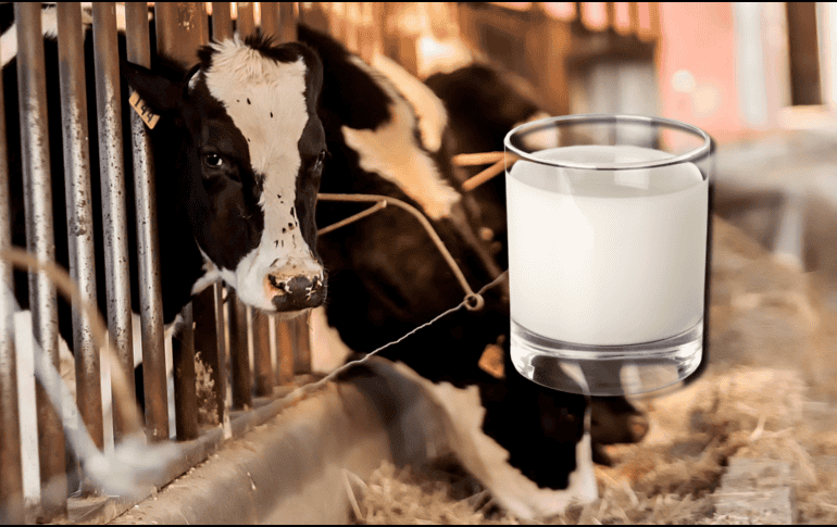 A diferencia de otros mamíferos, el ser humano es la especie que continúa bebiendo leche después de la etapa de lactancia. EL INFORMADOR / ARCHIVO