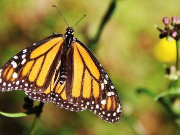 Las monarcas enfrentan riesgos en todo el continente debido a la desaparición del algodoncillo. NOTIMEX / ARCHIVO