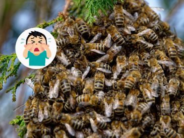 Solamente la menor Jacim "N" de 14 años tuvo que ser trasladada al Hospital Pediátrico de Sinaloa para su atención. CANVA/ ESPECIAL