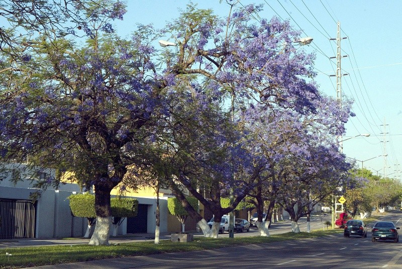 El aprovechamiento de la jacaranda es con fines ornamentales o de paisajes urbanos. EL INFORMADOR / ARCHIVO