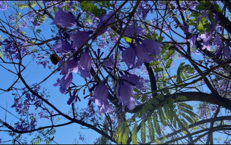En México, el árbol de jacaranda está considerado como especie exótica. EL INFORMADOR / O. F. López