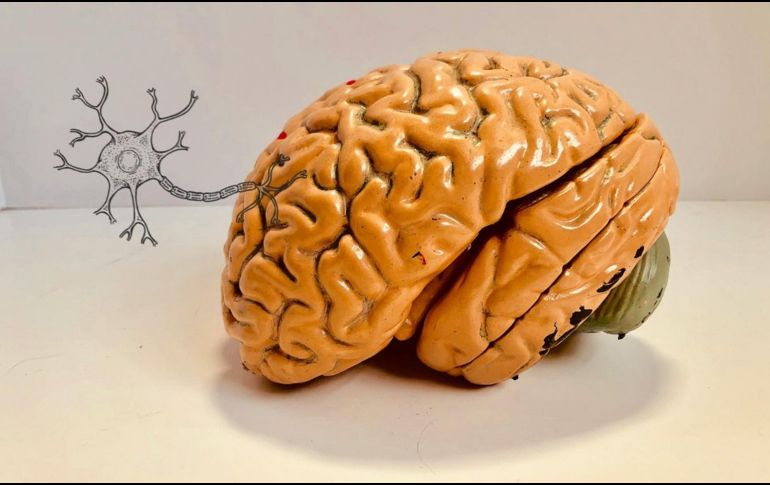 ¿Te ha pasado que olvidas cosas de forma repentina? Esto ocurre en el cerebro. UNSPLASH / N. CONNELL