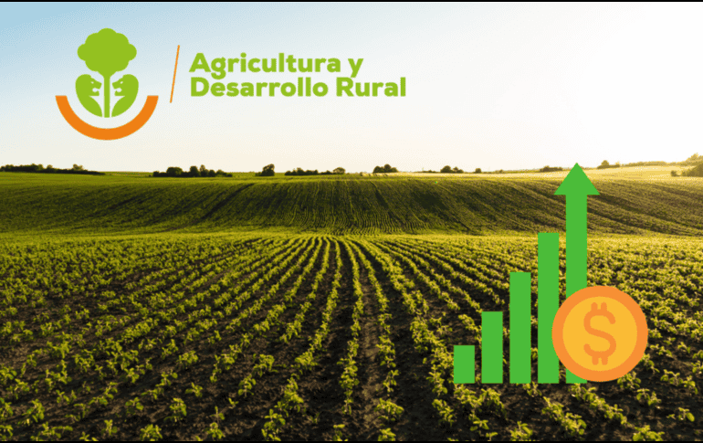 La producción de maíz también será prioridad en este administración. CANVA