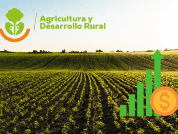 La producción de maíz también será prioridad en este administración. CANVA