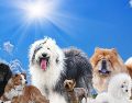 El pelaje de los perros es una especie de aislante que los protege de la radiación solar. ESPECIAL / CANVA