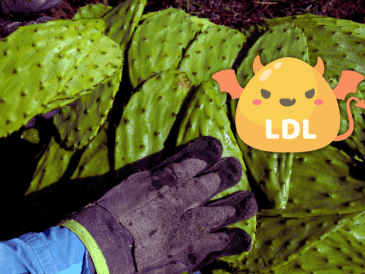 En personas con colesterol elevado, el consumo de nopal ayuda a eliminarlo. AFP / ARCHIVO