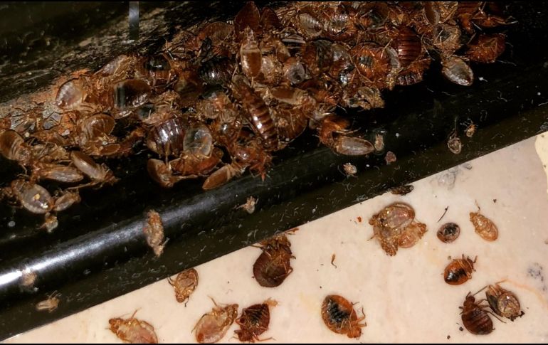 Tomando estas medidas preventivas, es posible reducir significativamente el riesgo de infestación de chinches durante la temporada de calor y garantizar un ambiente limpio y seguro en el hogar. CANVA