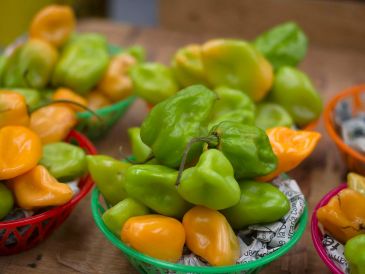 El Centro de Investigación Científica de Yucatán ofrece a los productores cuatro tipos de semillas: Mayan Ba