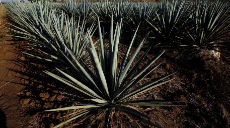 Rivera Navarro apuntó que la Cámara Nacional de la Industria Tequilera ha mostrado disposición para resolver el problema instalando mesas de trabajo. AFP/ ARCHIVO.