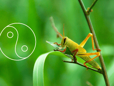 A pesar de que a menudo son vistos como plagas, su presencia en el hogar puede tener significados positivos a nivel espiritual dentro de esta filosofía oriental. ESPECIAL / Canva