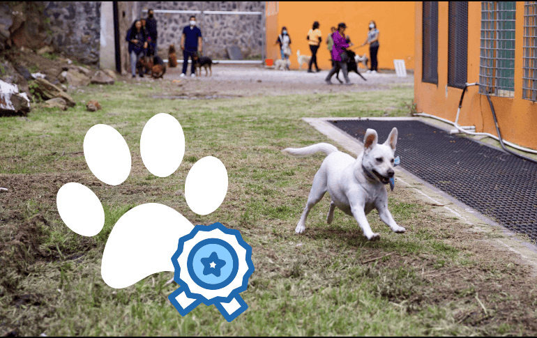 Estas vacaciones de Semana Santa son una invitación abierta a disfrutar de los pequeños placeres de la vida: un buen café, un paseo bajo el sol y la compañía incondicional de tu mascota. SUN /ARCHIVO