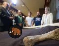 Una asociación avisó e descubrimiento de una costilla completa de 1,40 metros, que se cree que podría ser de un mamut de unas 8 toneladas de peso. EFE/ M. Guillén