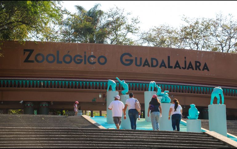 Con la llegada de la primavera, el Zoológico Guadalajara da la bienvenida a diversas crías en sus instalaciones. EL INFORMADOR/ ARCHIVO.