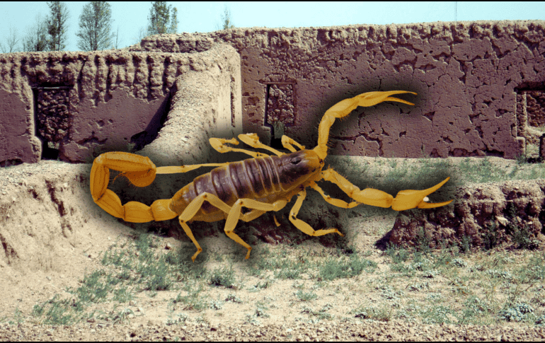 En los estados de la República Mexicana que colindan con el Golfo de México, los alacranes no son peligrosos para los humanos. NTX / ARCHIVO