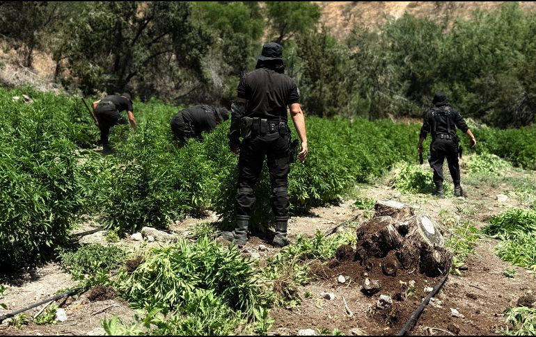 En total, participaron 100 elementos estatales en las labores de aseguramiento y eliminación de los plantíos.CORTESÍA