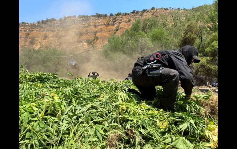 En total, participaron 100 elementos estatales en las labores de aseguramiento y eliminación de los plantíos.CORTESÍA