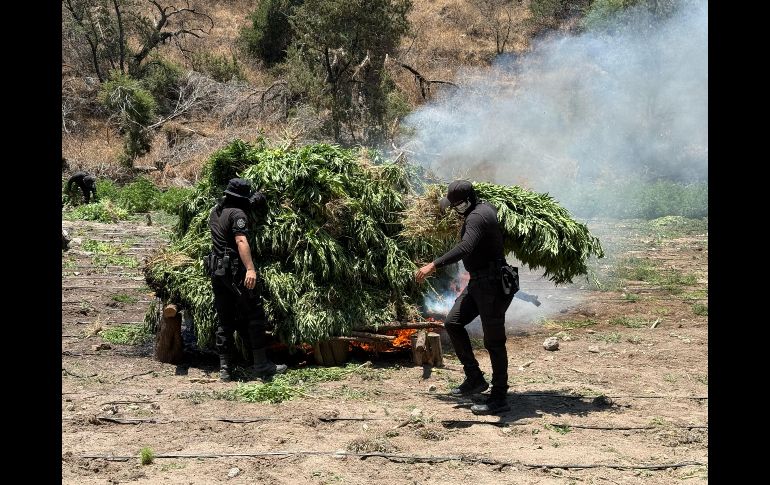 En total, participaron 100 elementos estatales en las labores de aseguramiento y eliminación de los plantíos.CORTESÍA