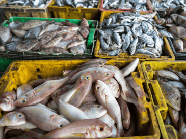 Dentro de un listado compuesto por diez casos, la USTR destaca dos situaciones concretas en territorio mexicano. Una de ellas está relacionada con la captura ilícita de huachinango en la Zona Económica Exclusiva del Golfo de México. CANVA